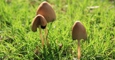 Lysohlávky a halucinogenní houby – Jak je poznat a bezpečně užívat